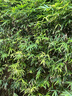 君樂(lè)寶 小小魯班詮維愛(ài)詮能搭檔A2兒童配方奶粉4段800g*2 全面營(yíng)養(yǎng) 曬單實(shí)拍圖