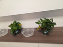 雙盟綠蘿盆栽除甲醛花卉綠植辦公室新房?jī)艋諝?120款10盆源頭直發(fā) 曬單實(shí)拍圖