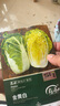 壽禾 黃心大白菜種子苗娃娃菜秋季種蔬菜種籽 金黃白白菜種子10g*3袋 曬單實拍圖