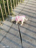 鉑吶苓貓咪狗狗寵物衣服小型犬夏薄款可牽引泰迪加菲布偶英短衣服兩腳款 寵物衣服【可牽引-粉】 S碼 曬單實拍圖