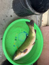 天元鄧剛果酸嫩玉米窩料玉米釣餌黑坑野釣青草鳊翹嘴釣魚(yú)餌料顆粒 天元果酸嫩玉米（窩餌型）1000g 曬單實(shí)拍圖