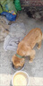 栓狗鐵鏈子大型犬304不銹鋼鐵鏈子狗加粗加長中小型犬防咬狗鏈子 2mm粗【10斤內(nèi)微小型】2米 曬單實(shí)拍圖