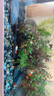 瘋狂水草魚(yú)缸造景裝飾溪流石底部砂石天然溪流缸南美缸造景石烏龜躲避曬臺 溪流砂粗?！?斤裝】0.6-0.9CM 曬單實(shí)拍圖
