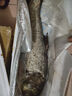 微山湖野生胖頭魚花鰱鳙魚新鮮活魚現(xiàn)殺凈膛漁民捕撈 微山湖胖頭魚 15斤/條（宰殺后15-20%損耗） 曬單實拍圖
