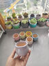 多肉花盆可愛(ài)卡通風(fēng)創(chuàng  )意綠植透氣仙人球粗陶盆栽多肉專(zhuān)用陶瓷花盆 繽紛多彩組合6個(gè)（主推） 陶瓷 x 中等 曬單實(shí)拍圖
