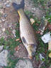 日本進(jìn)口配方逗釣泡沫珠野釣傳統釣假餌垂釣魚(yú)餌料釣魚(yú)珠珠浮力餌 【御】中藥味泡沫餌 曬單實(shí)拍圖
