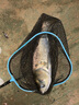 釣椅歐式釣魚椅可躺式可折疊垂釣椅可升降全地型多功能釣椅 映沙黃歐式椅標(biāo)準(zhǔn)套裝 曬單實拍圖