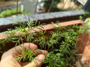 拜滅士德國拜耳蟑螂藥殺蟲劑殺蟑膠餌家用廚房全窩室內(nèi)端除蟑螂餌劑 【大戶型送5g】殺蟑膠餌12g 曬單實拍圖