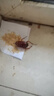 郁康蟑螂藥粉全窩室內端特效強力蟲卵雙殺滅蟑餌劑連環(huán)誘殺10包*1盒 曬單實拍圖