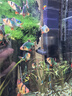 AMTRA TECHNIK德國(guó)安彩 魚缸去除油膜處理器增氧過(guò)濾除油污 除油膜套餐【除油膜器+替換棉10片】 曬單實(shí)拍圖