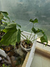 春羽綠植盆栽室內(nèi)客廳花卉水培土培好養(yǎng)活辦公室綠蘿春雨水培植物 小春雨3顆（15-20cm）+原土發(fā)貨+肥料 水培土培都可以 曬單實拍圖