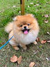 喵然心動(dòng) 博美犬幼犬寵物狗狗活體幼崽俊介茶杯犬活物小奶狗哈多利搏美 寵物級 【黃博美】 曬單實(shí)拍圖
