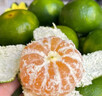 閩域?qū)r云南蜜桔【現(xiàn)貨速發(fā)】青皮蜜橘子酸甜口感特早熟桔子當(dāng)季新鮮水果 凈4.5-5斤嚴(yán)選55MM+【多汁酸甜】 曬單實(shí)拍圖
