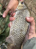 高粘度拉絲粉中長絲拉大球野釣專用通殺小麥溪流鯽魚野釣魚餌料 拉絲粉250g/1瓶 曬單實(shí)拍圖