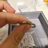 周六福  PT950鉑金耳飾女款簡約精致素圈耳環(huán)送女友 1.84g 曬單實拍圖