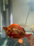 一方創(chuàng  )易魚(yú)缸加熱棒自動(dòng)恒溫龜缸恒溫器加溫棒水族箱加熱器 A PLUS-1000w 曬單實(shí)拍圖