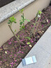 WMO薔薇花樹苗爬藤四季開花藤本月季耐寒花卉藤蔓庭院陽臺(tái)攀巖老樁 托馬斯 10年苗開花爆滿 曬單實(shí)拍圖