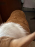 愛肯拿（ACANA）狗糧 鴨肉梨成犬低敏去淚痕全價通用原裝進口糧11.4kg效期25/12 曬單實拍圖