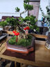 潮裕盆景黃楊盆景精品矮霸老樁造型真樹室內(nèi)花卉綠植盆栽客廳陽(yáng)臺(tái)玄關(guān)擺件 黃楊盆景108 帶盆栽好 曬單實(shí)拍圖