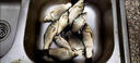 日本進(jìn)口超柔軟子線飛磕釣魚正品強(qiáng)拉力不打卷納米飛磕激光主線 單股軟飛磕30米【偏軟】 0.2 曬單實(shí)拍圖