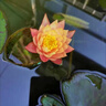 京厽德國碗蓮種子水培植物客廳室內好養荷花盆栽四季開(kāi)花睡蓮花苗濃香 精品睡蓮種子10顆已開(kāi)口顏色隨 曬單實(shí)拍圖