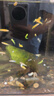 卡奇魚(yú) 斑馬魚(yú) 淡水魚(yú) 觀(guān)賞魚(yú) 小型觀(guān)賞魚(yú) 熱帶魚(yú) 蝶翼斑馬熒光好養易活 糖果斑馬50條1.5-2.5cm最少6種色 曬單實(shí)拍圖