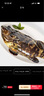蝶島船說(shuō) 東山島冷凍石斑魚(yú) 深海龍膽石斑魚(yú) 海捕珍珠斑 海鮮水產(chǎn) 600g-700g/條  共兩條 曬單實(shí)拍圖
