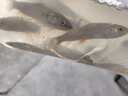 新客立減正宗軍魚黃娟魚青竹皖魚苗淡水觀賞魚紅眼可食用魚苗 優(yōu)質(zhì) 軍魚魚苗 軍魚）9/11公分20條 曬單實(shí)拍圖