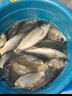 六魚(yú)細尾夜光漂led電子漂316黑坑硬尾浮漂雙排 RG60-5【日夜兩用】 曬單實(shí)拍圖