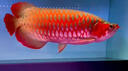 印尼紅龍活魚超血純血辣椒大湖魚苗熱帶熱帶魚金龍魚觀賞魚苗練手 【包發(fā)色】印尼綠皮紅龍 證書齊全20-22cm【品質(zhì)保障】 曬單實(shí)拍圖