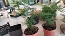 格調(diào)生活文竹盆栽室內(nèi)綠植花卉盆景四季常綠植物云竹客廳辦公桌擺盆景 買一送一、發(fā)2盆文竹舍得方形盆 曬單實拍圖