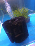 信友魚缸蝦缸水族箱生化棉過濾器XY-180 280 380水妖精組缸系統(tǒng)缸 XY-380水妖精 曬單實(shí)拍圖