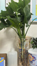 行湘水培綠植盆栽桌面植物春羽3株30-35cm+18透明折紙玻璃瓶 源頭直發(fā) 曬單實(shí)拍圖