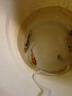 AIPHAROW純種錦鯉活體魚(yú)日本紅白錦鯉丹頂魚(yú)大正小苗三色冷水魚(yú)小錦鯉魚(yú) 秋翠錦鯉 12-15CM1條 曬單實(shí)拍圖