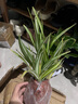 仟草集吊蘭綠植盆栽室內(nèi)盆栽花卉綠植物花卉盆栽土培水培吊蘭 不含盆 金心吊蘭整盆苗3-5棵 曬單實拍圖