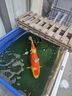 高夠力（HIKARI）日本進(jìn)口櫻花錦鯉魚飼料賽級增體增色上浮型不渾水魚糧 櫻花育成L號 15kg 買家秀征集丨曬單返15 日本原裝進(jìn)口 高性能高營養(yǎng) 曬單實拍圖