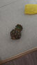 國產(chǎn)黑鉆鳳梨云南牛奶鳳梨新鮮水果手撕鳳梨非菠蘿 2個裝  單果500-650g 曬單實(shí)拍圖