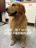 米聆寵物浴袍狗狗吸水毛巾中大型犬柴犬柯基狗狗柔軟速干毛巾衣服浴衣 灰白條紋S（建議體重10-30斤） 曬單實拍圖