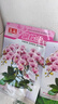蝴蝶蘭種子易種活當(dāng)年開花陽臺盆栽室內(nèi)花種子四季播種子花卉大全 蝴蝶蘭種子 2包約200粒 曬單實拍圖