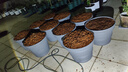 仙兔椰殼蘭花植料粗椰殼椰磚營(yíng)養土脫鹽石斛月季花土蝴蝶蘭專(zhuān)用土 仙兔大塊粗椰殼磚【8斤*12塊】 曬單實(shí)拍圖