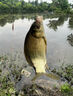 野釣鯽魚竿釣魚手竿4.5.5.4米超輕超硬超細(xì)臺(tái)釣桿碳素魚竿鯽魚竿 3.6m 曬單實(shí)拍圖