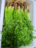 山東新鮮香菜露天農(nóng)家自種小香菜火鍋調(diào)味蔬菜整箱批發(fā)順豐包郵 香菜半斤試吃不劃算】 曬單實(shí)拍圖