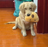 GARCIA通用型大包裝40斤便宜大型犬狗糧中小型成犬幼犬專(zhuān)用土狗10斤犬糧 經(jīng)典牛肉味通用狗糧5斤 1lb 曬單實(shí)拍圖