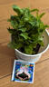 瑯闕薄荷盆栽可食用綠植花卉盆栽室內(nèi)驅(qū)蚊植物辦公室桌面擺件源頭直發(fā) 曬單實(shí)拍圖