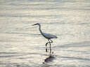 松下（Panasonic）100-300mm F4.0-5.6二代微單數(shù)碼相機鏡頭 長焦鏡頭 M43卡口 黑色 Macro 4/3系統(tǒng)接口 曬單實拍圖