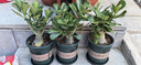 沙漠玫瑰盆栽重瓣花卉庭院植物耐旱室內(nèi)四季陽臺(tái)盆景懶人好養(yǎng)綠植 沙漠玫瑰【凱撒】3年老樁+加侖盆 曬單實(shí)拍圖