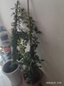 1.6米爬藤月季大苗蒂娜四季開花薔薇基地直發(fā)【買就送扦插小苗】 紅木香1.6米開花爆滿 送種植說明書 曬單實(shí)拍圖