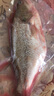 淡水鱸魚(yú)新鮮冷凍鮮活海鮮水產(chǎn)清蒸鱸魚(yú)超大3條淡水鱸魚(yú)現殺真空 鱸魚(yú)凈重1.5斤2條 曬單實(shí)拍圖