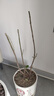 驅(qū)蚊蟲金絲吊蝴蝶花卉綠植盆栽室內(nèi)外陽臺四季開花 玫紅【濃香耐寒+驅(qū)蚊蟲】四季開花 花期300天10年苗【買一送一】開花爆滿 曬單實(shí)拍圖