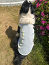 MIKI PAD大狗狗涼涼衣夏天防曬涼感衣服金毛邊牧中大型犬寵物薄款透氣背心 薄荷藍(lán)【經(jīng)典款】涼感防曬 6XL胸圍86cm（參考體重55-65斤） 曬單實(shí)拍圖